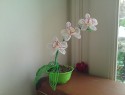 nová orchidej-dárek k narozeninám